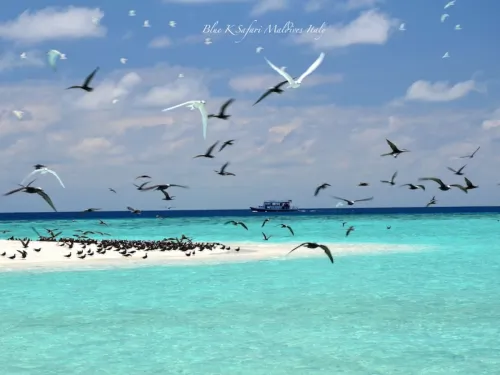 blue k safari maldives italy 3