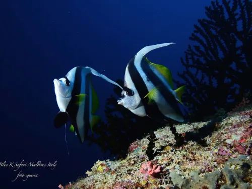 blue k safari maldives italy 3