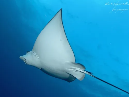 blue k safari maldives italy 3