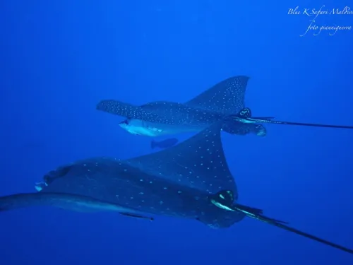 blue k safari maldives italy 3