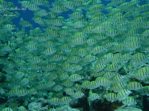 blue k safari maldives italy 3