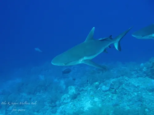 blue k safari maldives italy 3
