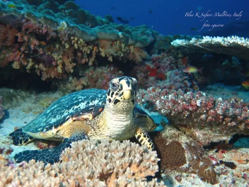 blue k safari maldives italy 3