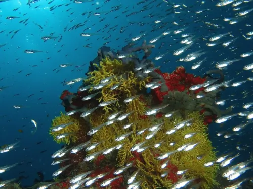 blue k safari maldives italy 3