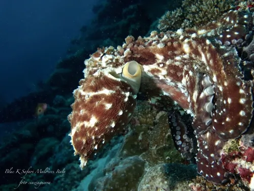 blue k safari maldives italy 3