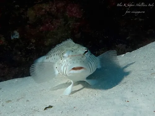 blue k safari maldives italy 3
