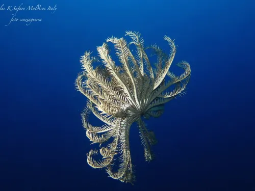 blue k safari maldives italy 3