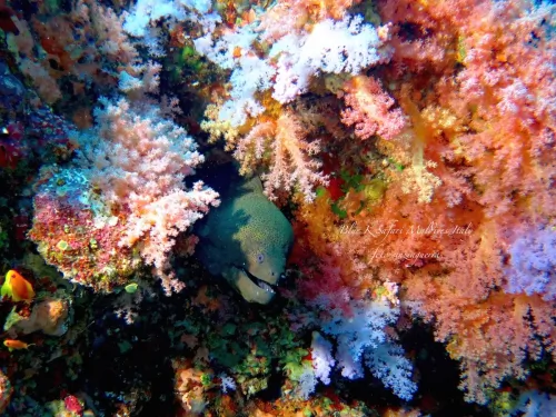 blue k safari maldives italy 3