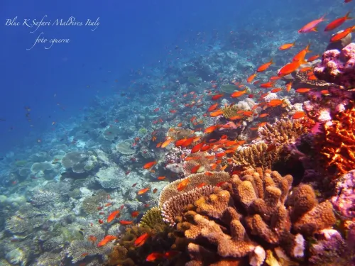 blue k safari maldives italy 3