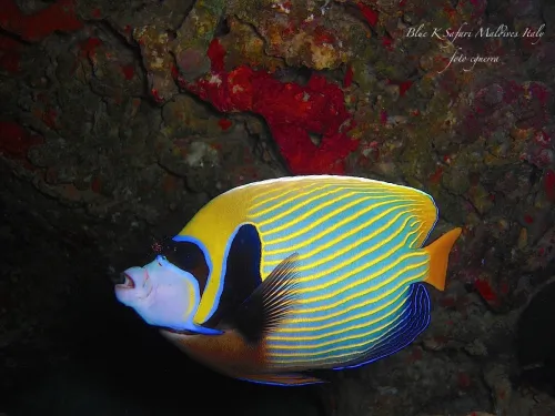 blue k safari maldives italy 4