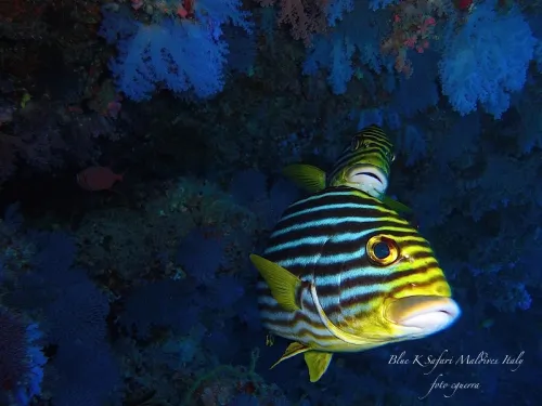 blue k safari maldives italy 4