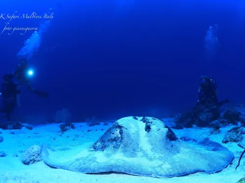 blue k safari maldives italy 4