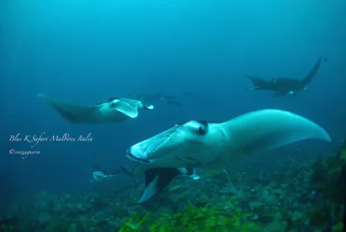blue k safari maldives italy 4
