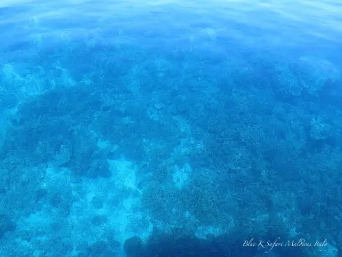 blue k safari maldives italy 4