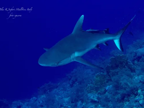 blue k safari maldives italy 4