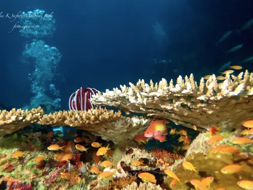 blue k safari maldives italy 4