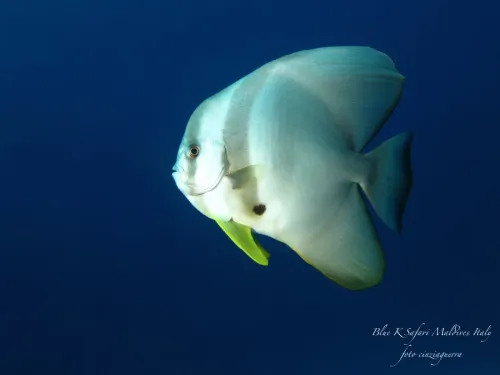 blue k safari maldives italy 4