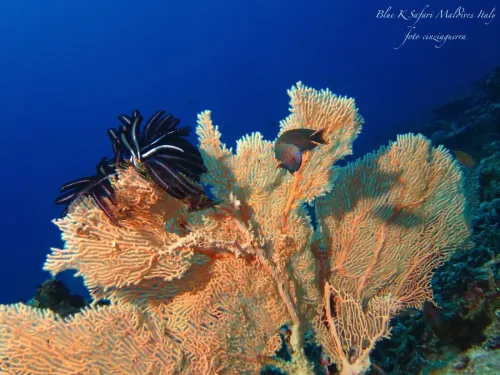 blue k safari maldives italy 4