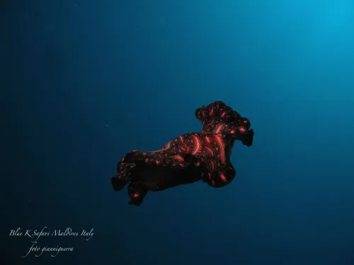 blue k safari maldives italy 4